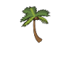 Palm coconut palm coconut