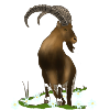 Ibex, mountains, alps