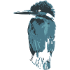 HGWild - Kingfisher