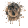 Wire-haired dachshund dachshund dachshund illustration