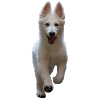 Chiot
