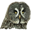 Gray owl