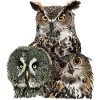 Owls