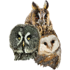 Owls