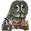 Owls