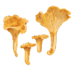 Yellow chanterelles