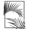 Palm I (B&W)
