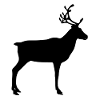 reindeer