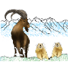 Steinbock, Murmeltiere, Berge