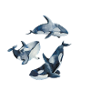 Orca siger til orca elskere