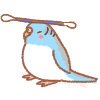 budgie with qtip