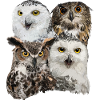 Owls