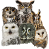 Owls