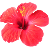 Lebendige Hibiskusblüte im Tropenstil