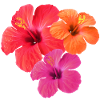 Tropisk hibiskus-trio i rødt, oransje og rosa