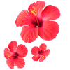 Red Hibiscus Blossoms Triple