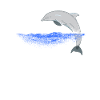 Jumping dolphin dolphins design