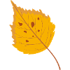 Birch leaf