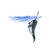Narwhal narwhals