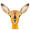 Fawn