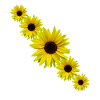 Solsikke, solsikke, blomster