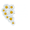 Let your heart bloom, daisies