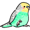 Budgie