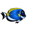 Leucosternon surgeonfish
