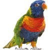 Rainbow lori