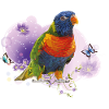 Rainbow lori