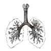 Anatomic Lung Original Drawing