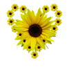 Sunflower heart, sunflower, sunflower, heart