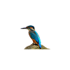 Bird gift children