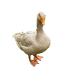 Clever beautiful goose