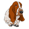 Basset Hound