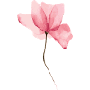Fleur peinte en rose