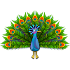 Peacock