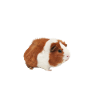 Cochon d'Inde Hamster