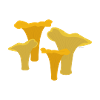 Chanterelles