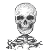 Skeleton skull with bones