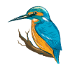 Eisvogel Blauer Vogel