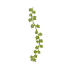 Common ivy | Plants illustration
