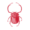 red insect