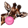 Giraffe with bubble gum