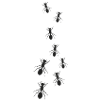 Ant ants family black