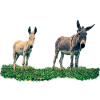 donkey - donkey