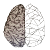 Anatomic Brain Original Drawing