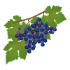 Grapes, vine, autumn, wine