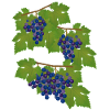 Grapes, vine, autumn, wine