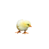 Chick chicken